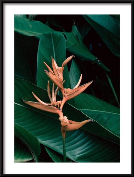 Affiche fleur voyageur