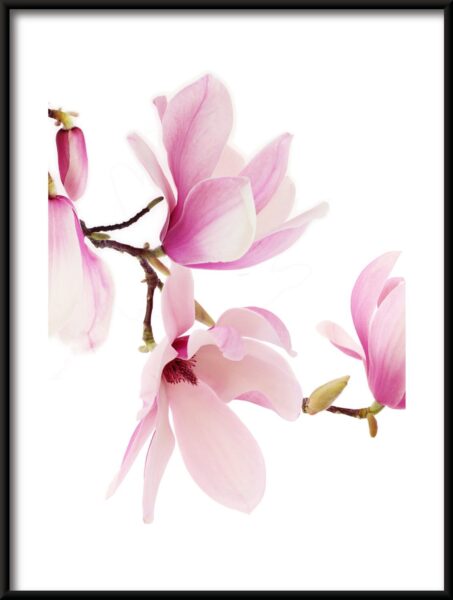 Affiche orchidée rose – Image 3