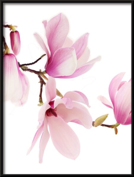 Affiche orchidée rose – Image 4