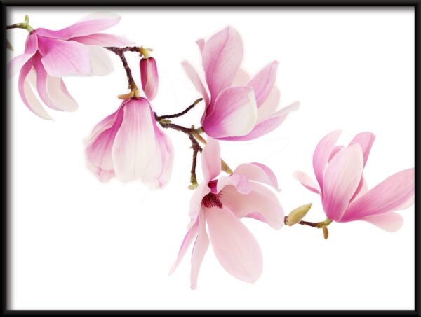 Affiche orchidée rose – Image 2