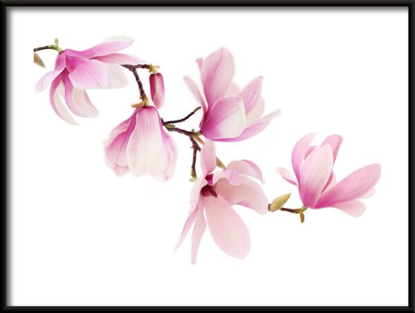Affiche orchidée rose