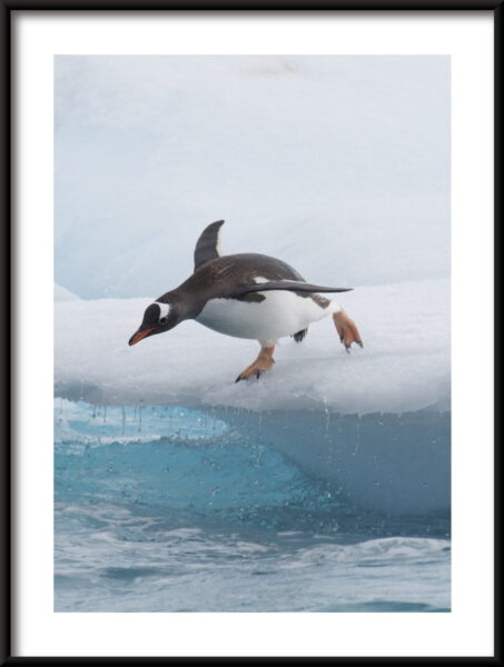 Sauter dans l'eau Poster – Image 3