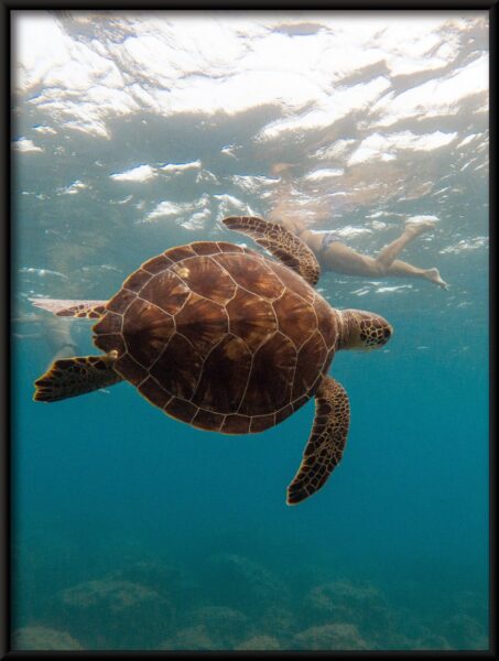 Nager avec une tortue Poster – Image 4