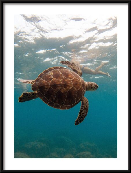 Nager avec une tortue Poster – Image 3