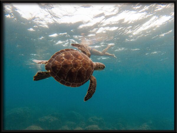 Nager avec une tortue Poster – Image 2