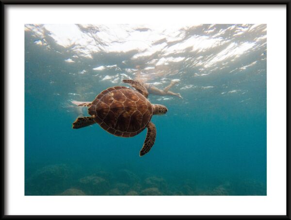Nager avec une tortue Poster