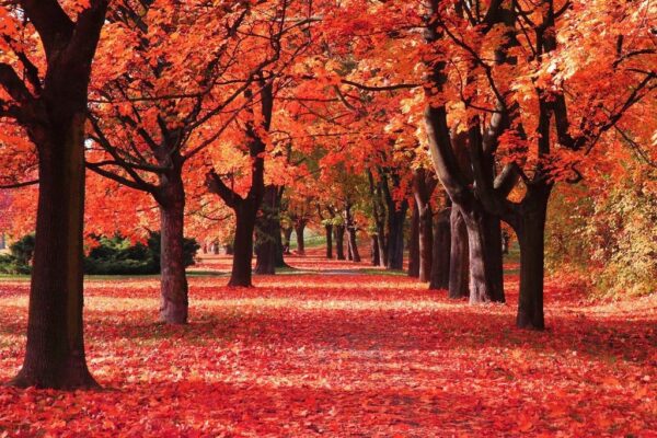 Peinture murale Couleurs d'automne