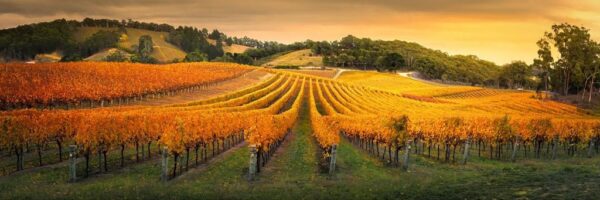 Peinture murale Vignoble sur la colline