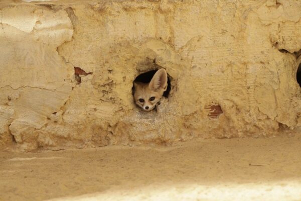 Peinture murale Désert Fennec renard