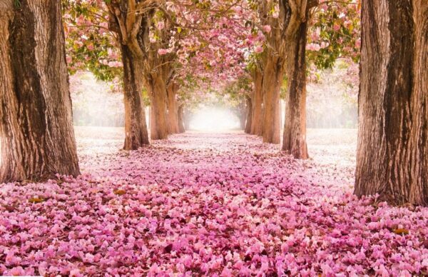 Peinture murale Arbres roses