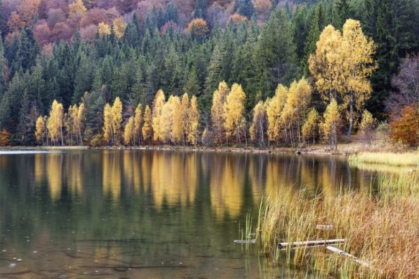 Peinture murale Bouleaux dorés dans le lac