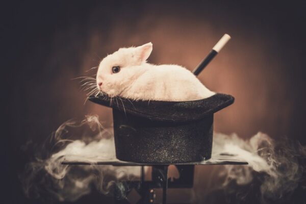 Papier peint Lapin dans un chapeau
