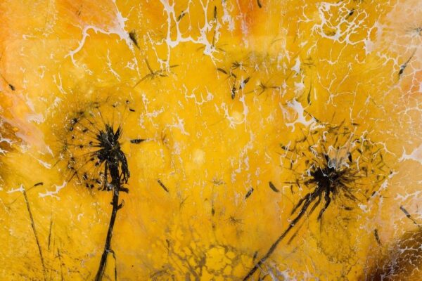 Peinture murale Pissenlits jaunes