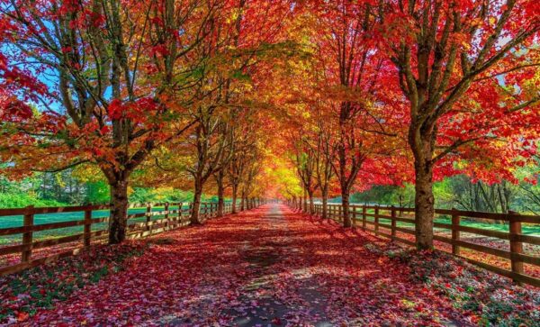 Peinture murale Paysage d'automne