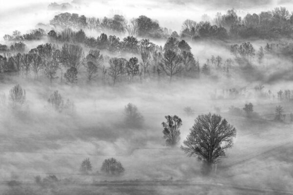 Peinture murale Forêt noir et blanc