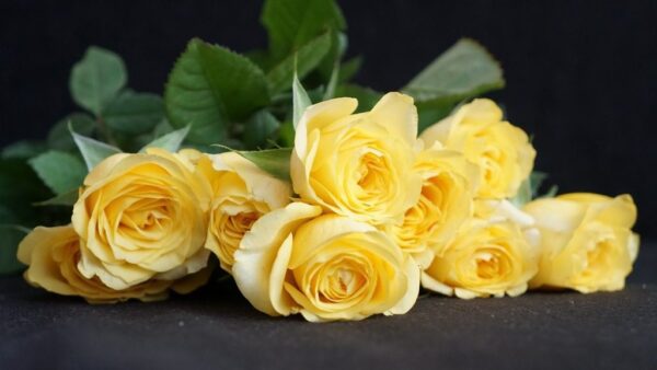 Peinture murale Roses jaunes