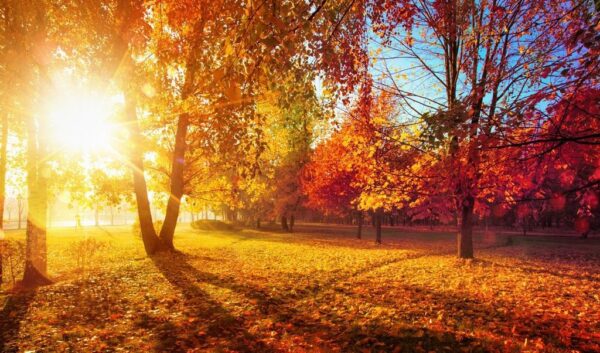 Sticker mural Arbres d'automne