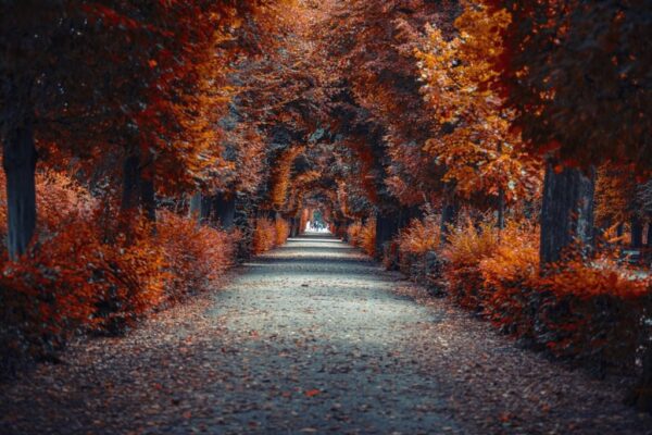 Peinture murale Allée d'automne