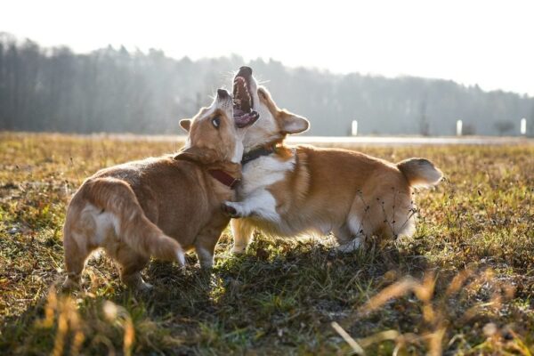 Poster XXL Chiens amusants