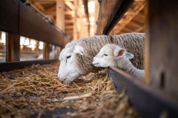 Peinture murale Moutons à la ferme