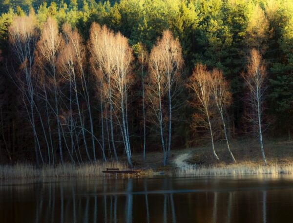 Peinture murale Bouleaux au bord du lac