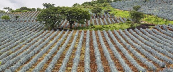 Peinture murale Paysage d'agave