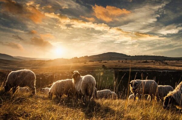 Peinture murale Moutons dans les montagnes