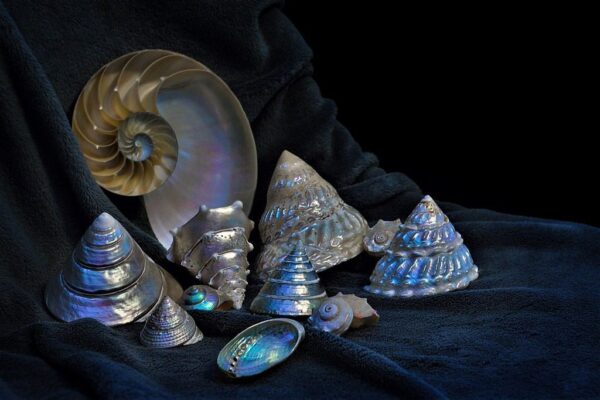 Peinture murale Coquilles de perles