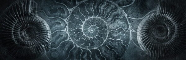 Peinture murale Coquille d'ammonite