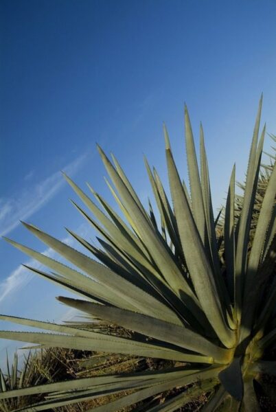 Peinture murale Feuilles d'agave