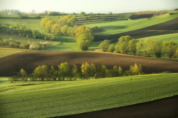 Peinture murale Collines vertes
