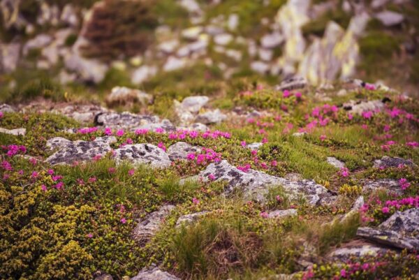 Peinture murale Fleurs dans les montagnes