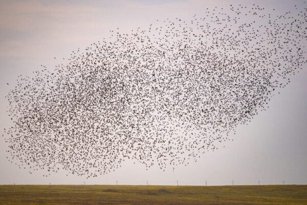 Poster XXL Vol d'Oiseaux