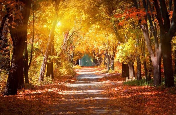 Peinture murale Paysage d'automne