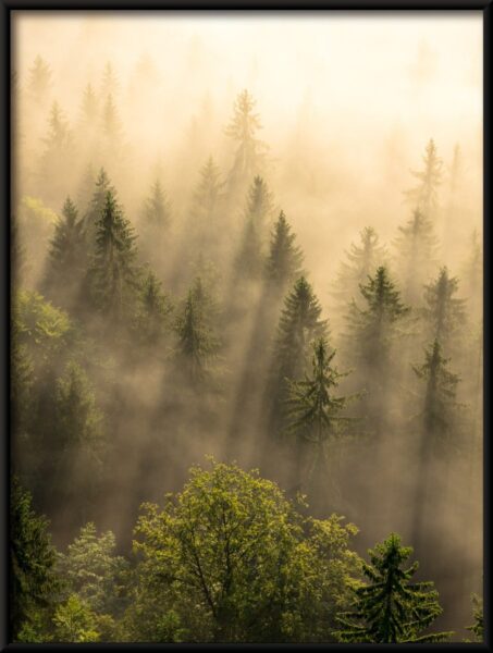 Affiche Forêt au soleil – Image 2