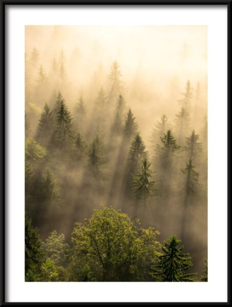 Affiche Forêt au soleil