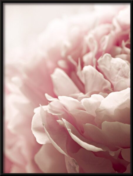 Pivoine rose Poster – Image 4