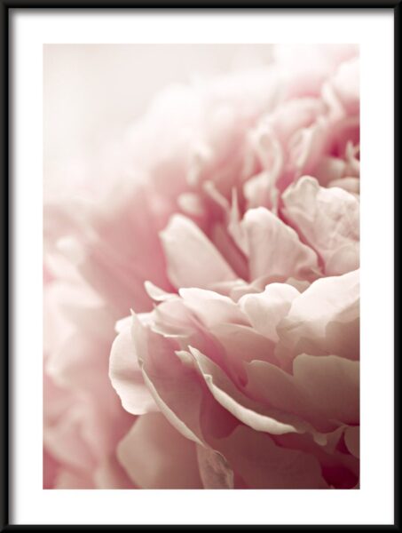 Pivoine rose Poster – Image 3