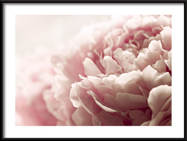 Pivoine rose Poster