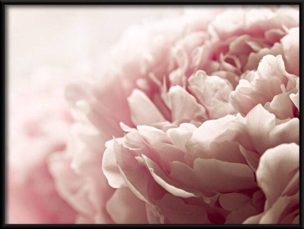 Pivoine rose Poster – Image 2