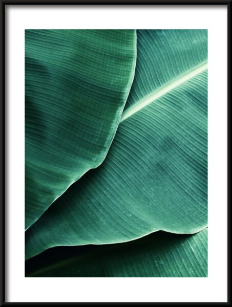 Feuilles tropicales Poster – Image 3