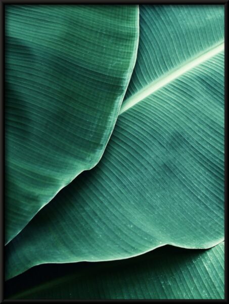 Feuilles tropicales Poster – Image 4