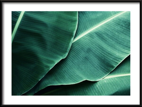 Feuilles tropicales Poster