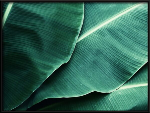 Feuilles tropicales Poster – Image 2