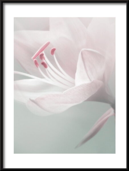 Fleur délicate Poster – Image 3