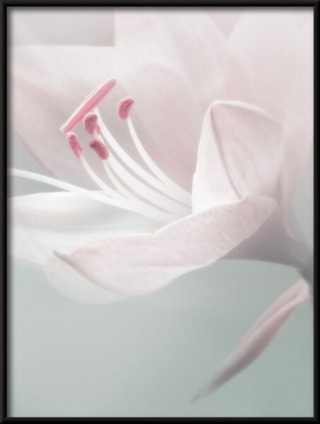 Fleur délicate Poster – Image 4
