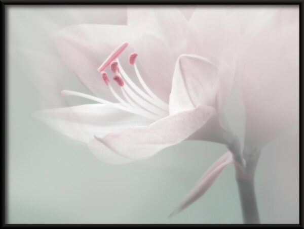 Fleur délicate Poster – Image 2