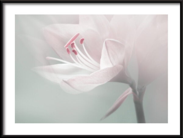 Fleur délicate Poster