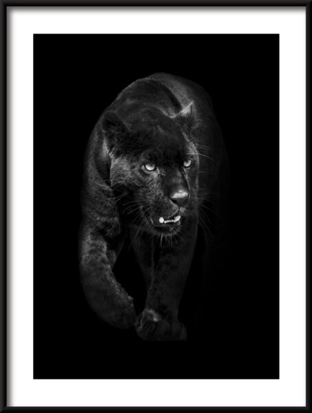 Affiche Panthère noire