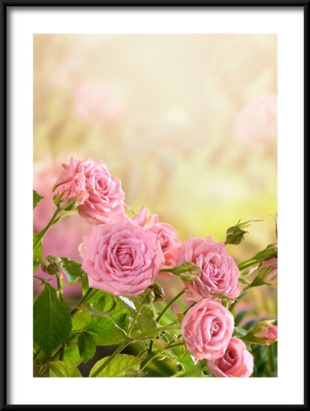 Rosier Poster – Image 3